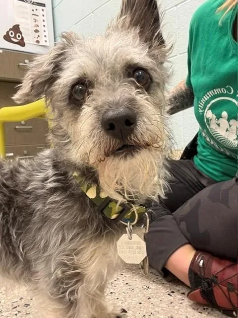An adult small-sized male Terrier dog named Slim Shady for adoption in Brighton, CO