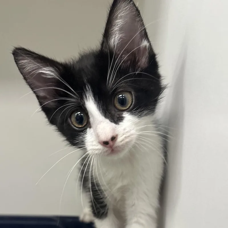 A baby small-sized female Black Domestic Short Hair cat named Arizona for adoption in West Palm Beach, FL
