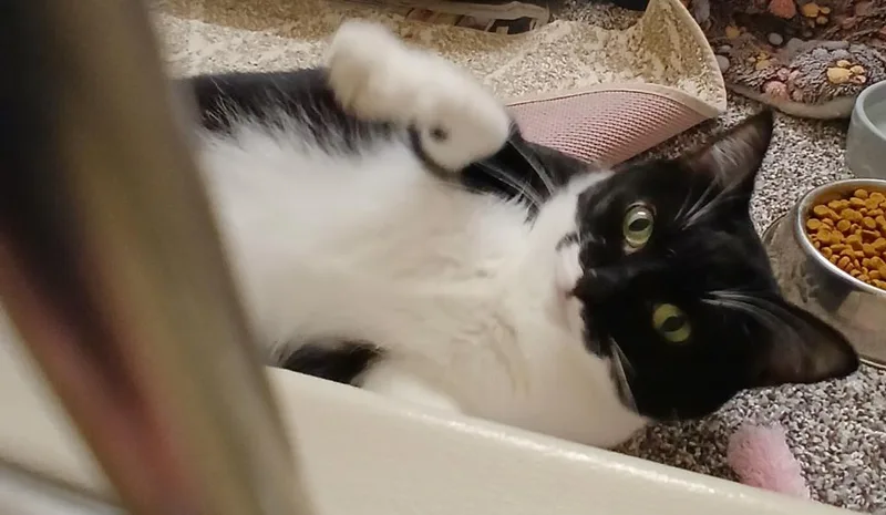 A young small-sized female Domestic Short Hair cat named Renesmee for adoption in Utica, MI
