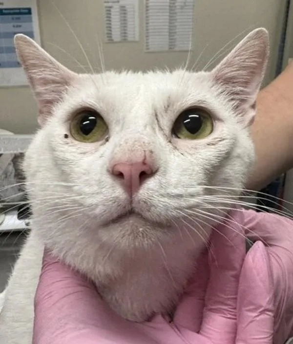A young medium-sized male Domestic Short Hair cat named Muneca for adoption in El Cajon, CA