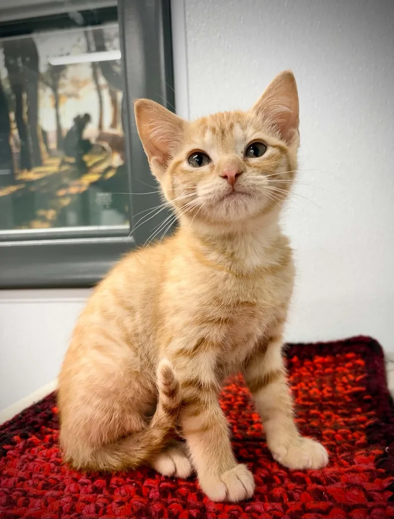 A baby small-sized female Tabby (Orange / Red) Domestic Short Hair cat named Mrs Big Thumb for adoption in Kalamazoo, MI