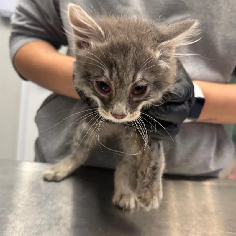 A baby small-sized male Domestic Long Hair cat named Ruffles for adoption in Great Falls, MT