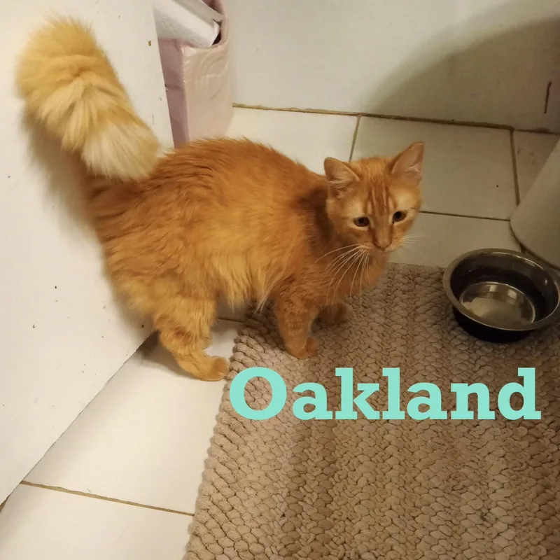 A young medium-sized male Orange & White Tabby cat named Oakland for adoption in Houston, TX