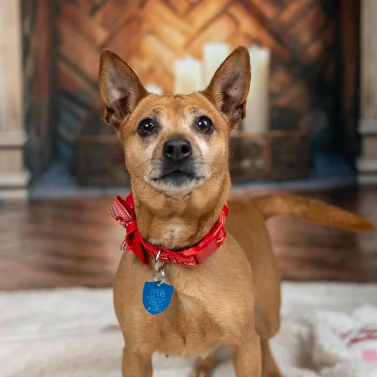 An adult small-sized female Miniature Pinscher dog named Noel for adoption in Madrid, IA