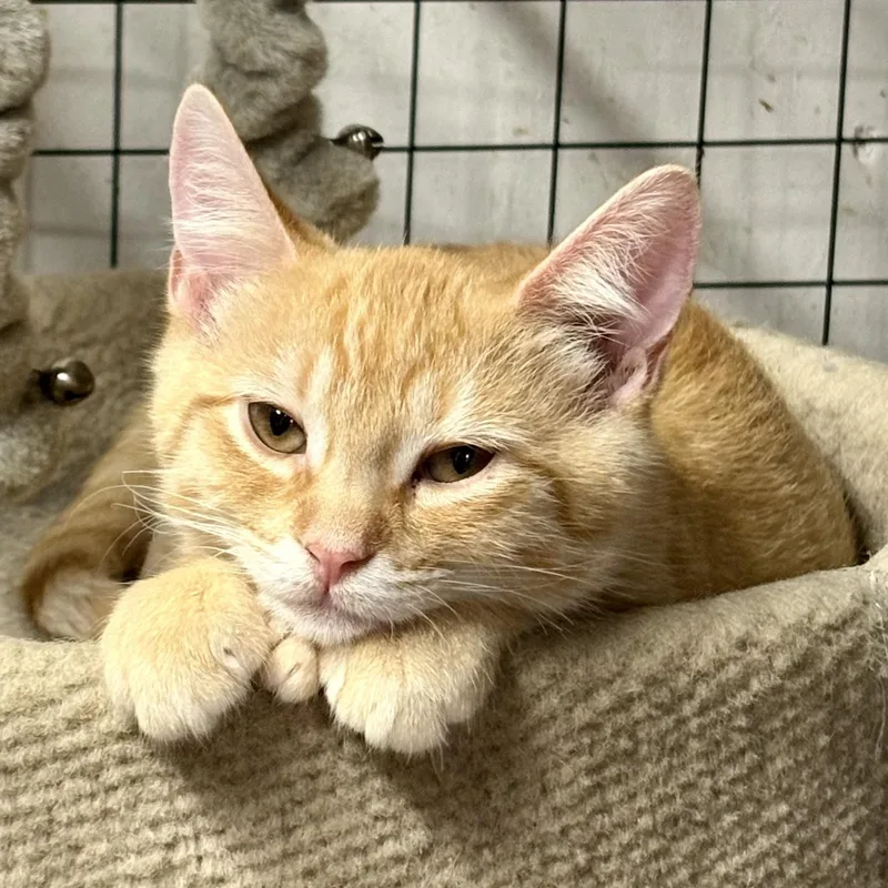 A baby medium-sized male Black Extra-Toes Cat / Hemingway Polydactyl cat named Fingers & Toes L for adoption in New York, NY