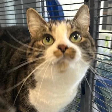 An adult medium-sized female Tabby (Brown / Chocolate) Domestic Short Hair cat named Evangelina for adoption in Stafford, VA