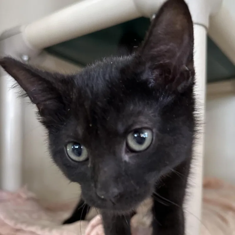An adult small-sized male Black Domestic Medium Hair cat named Aj for adoption in Spanish Fork, UT