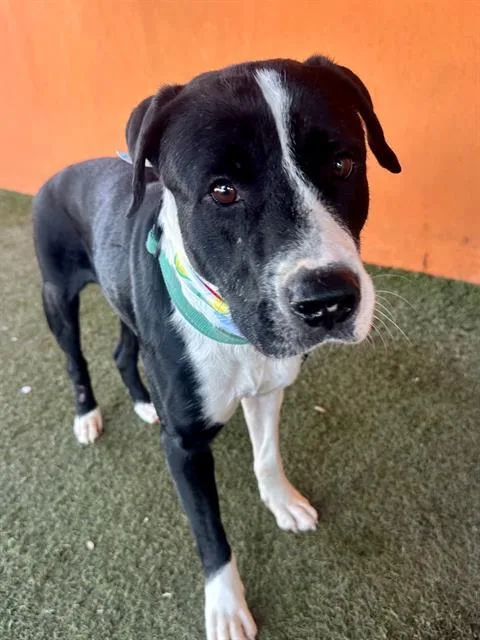 An adult large-sized male Terrier dog named Twister for adoption in Miami, FL