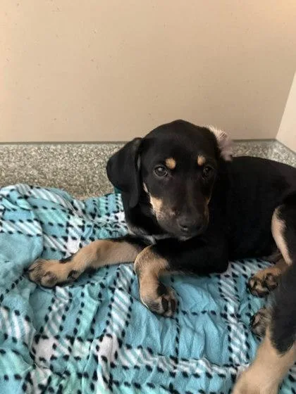A baby small-sized male Labrador Retriever dog named Troy for adoption in Washington, DC