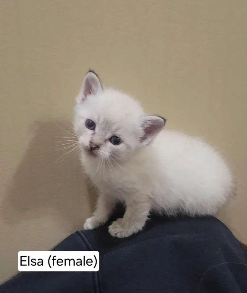 A baby medium-sized female White Siamese cat named Elsa for adoption in Omaha, NE