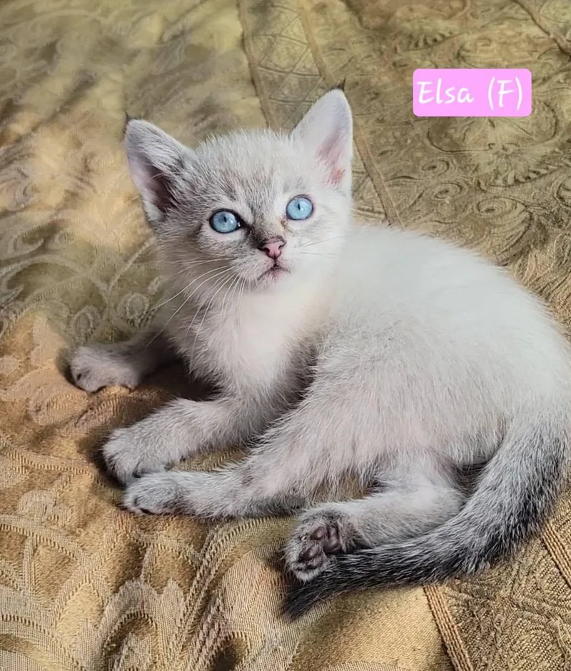 Elsa thumbnail 2
