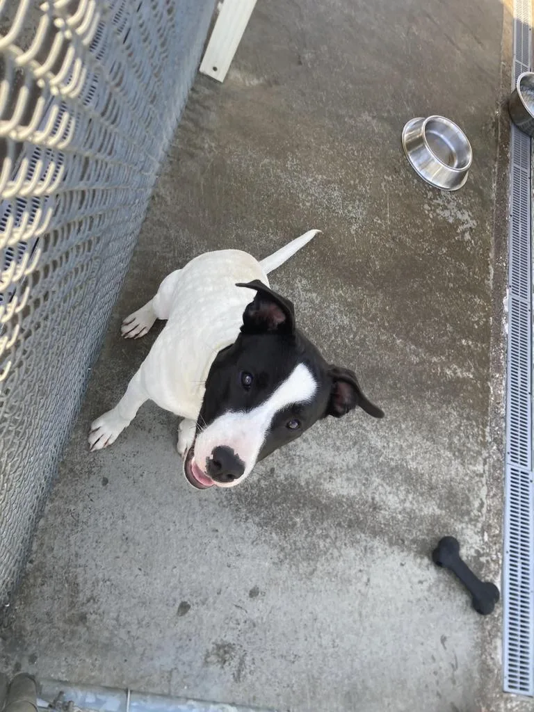 A young medium-sized male Staffordshire Bull Terrier dog named Norman for adoption in Burnsville, NC