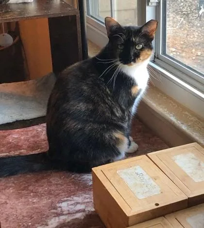 Mystique thumbnail 2