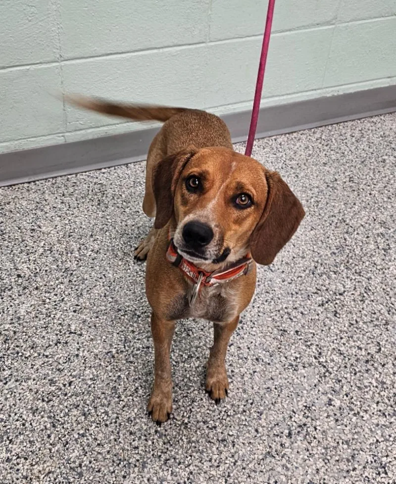 A baby medium-sized female Terrier dog named Sisco for adoption in Athens, TN