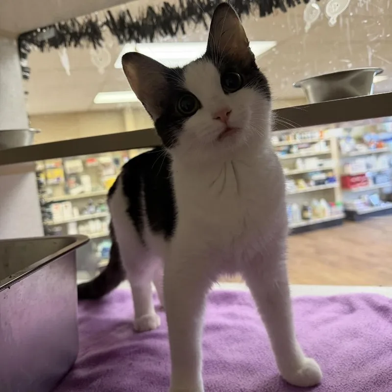 A young small-sized female White Domestic Short Hair cat named Poppyseed for adoption in Buffalo, MN