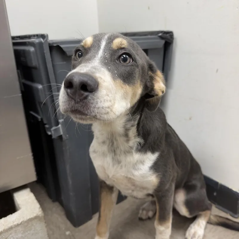 A baby medium-sized male Gray / Blue / Silver Pit Bull Terrier dog named Cornwall for adoption in Birmingham, AL