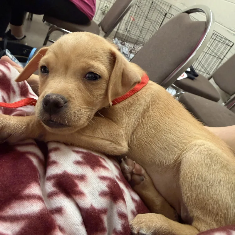 A baby small-sized female Chihuahua dog named Jellybean for adoption in Copiague, NY