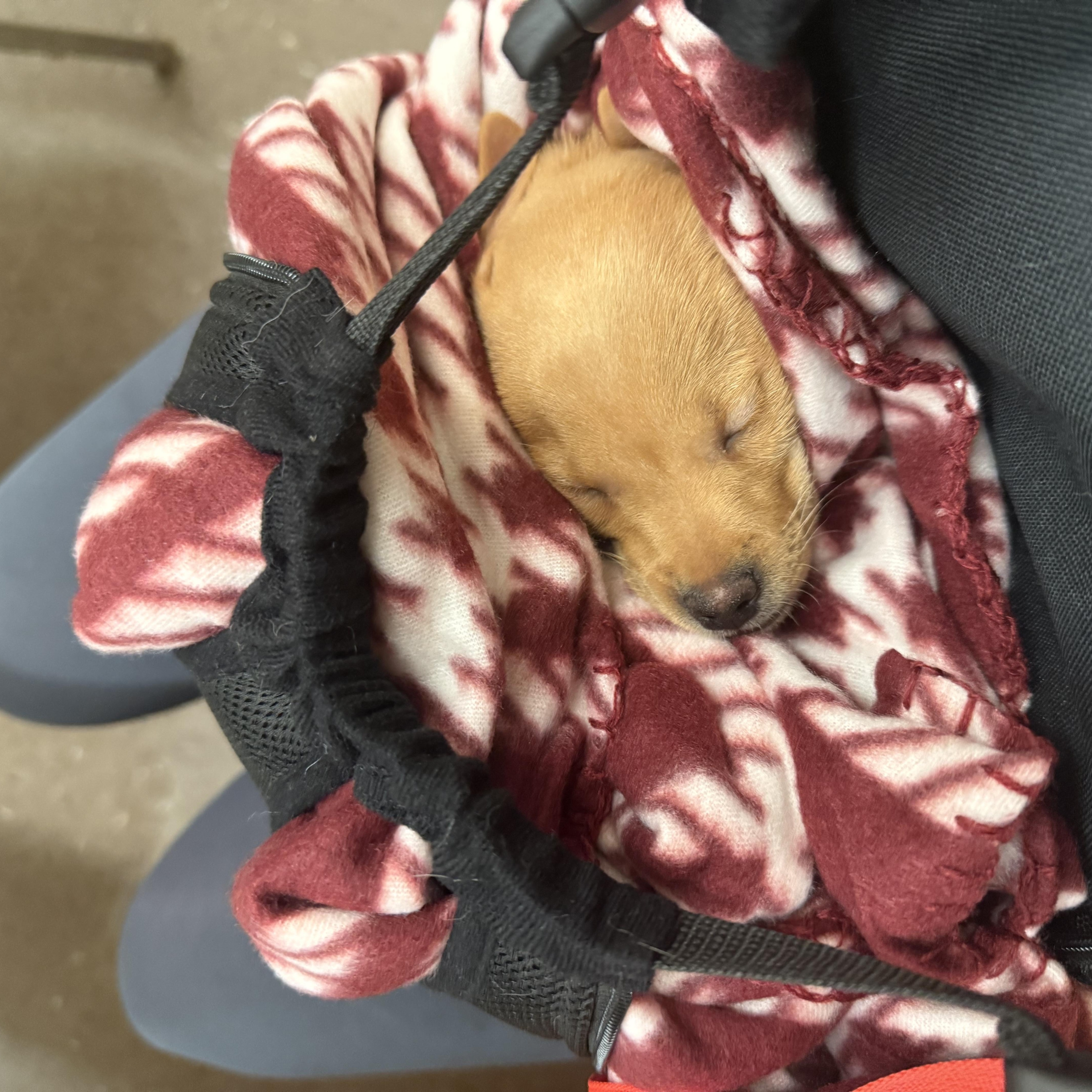 Jellybean thumbnail 2