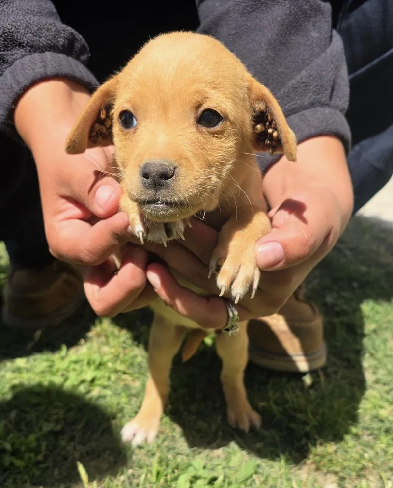 Jellybean thumbnail 3