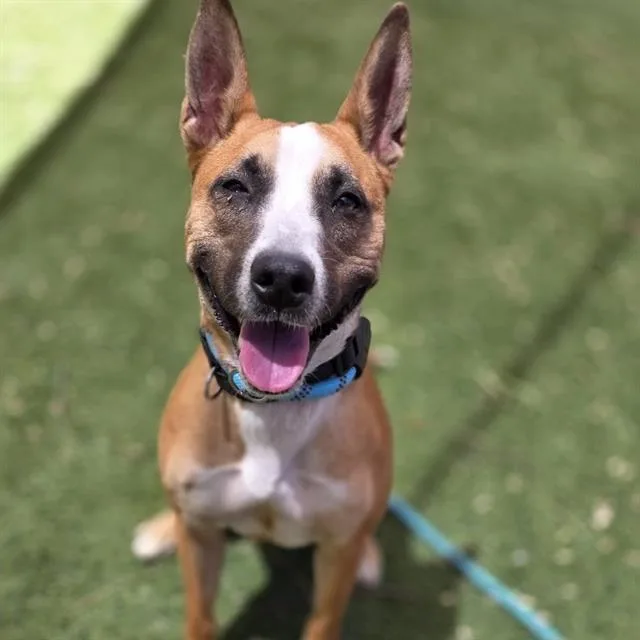 An adult small-sized female Pit Bull Terrier dog named Kookie for adoption in Las Vegas, NV