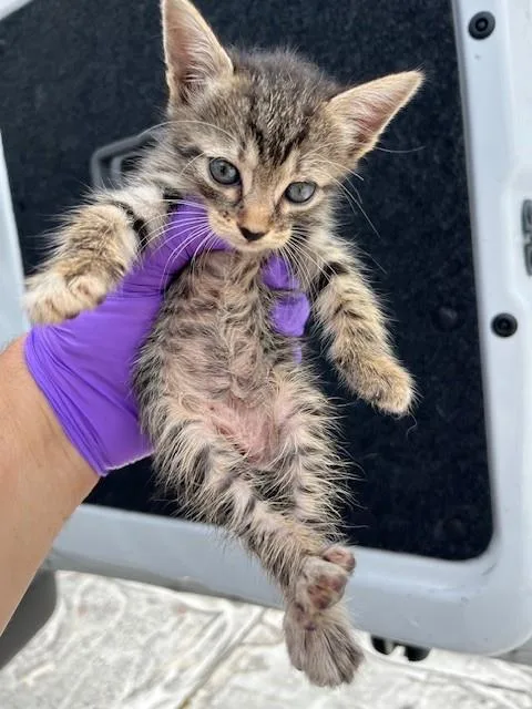A baby small-sized male Domestic Short Hair cat named S for adoption in Miami, FL