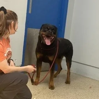 An adult extra large-sized male Rottweiler dog named Chex for adoption in Philadelphia, PA