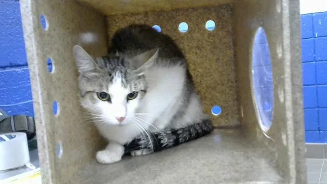 A young medium-sized male Domestic Short Hair cat named Ray for adoption in Albuquerque, NM