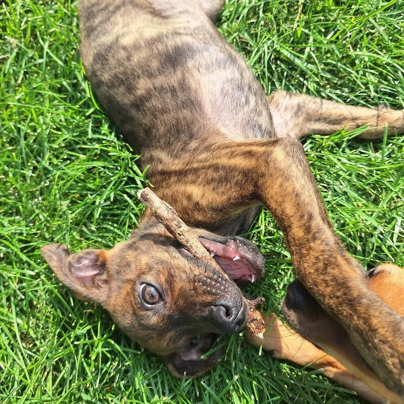 A baby small-sized female Terrier dog named Currant for adoption in Minneapolis, MN