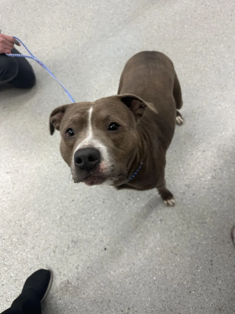 An adult large-sized female Pit Bull Terrier dog named Wiggles for adoption in Grand Rapids, MI