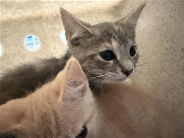A baby small-sized female Domestic Short Hair cat named Meatball for adoption in Chapel Hill, NC