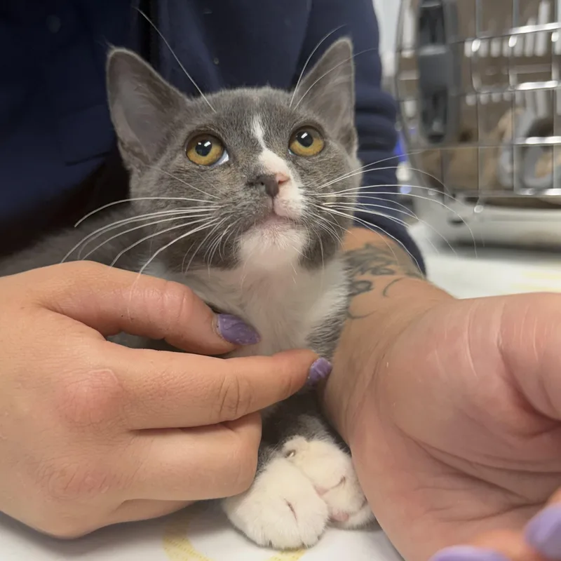 A baby medium-sized female Gray / Blue / Silver Domestic Short Hair cat named Lacie for adoption in jacksonville, FL