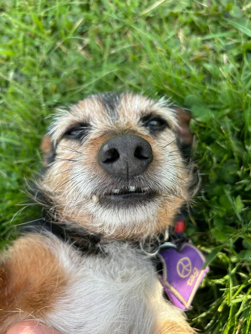 A senior small-sized male Black Yorkshire Terrier dog named Junior for adoption in Brunswick, OH