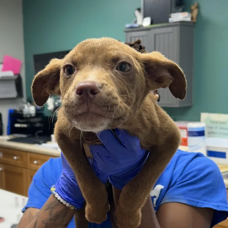 A baby small-sized male Red / Chestnut / Orange Pit Bull Terrier dog named Tyrone for adoption in Starkville, MS