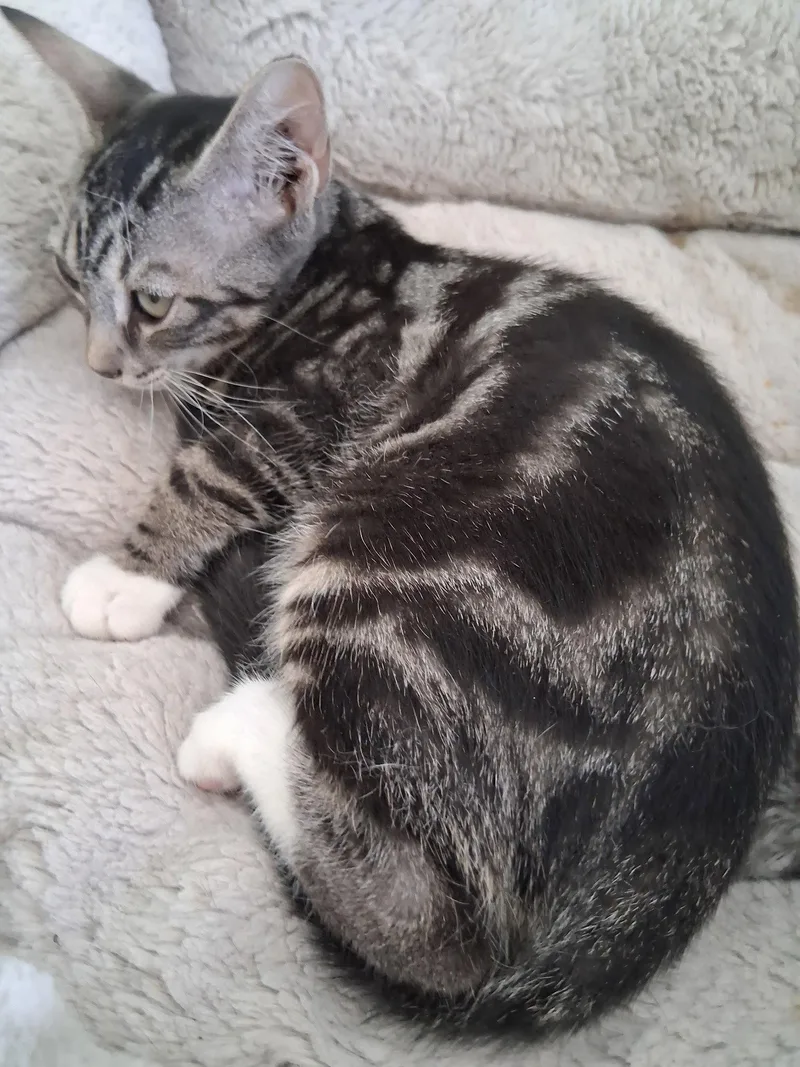 A baby medium-sized female Domestic Short Hair cat named Roxy for adoption in Oviedo, FL