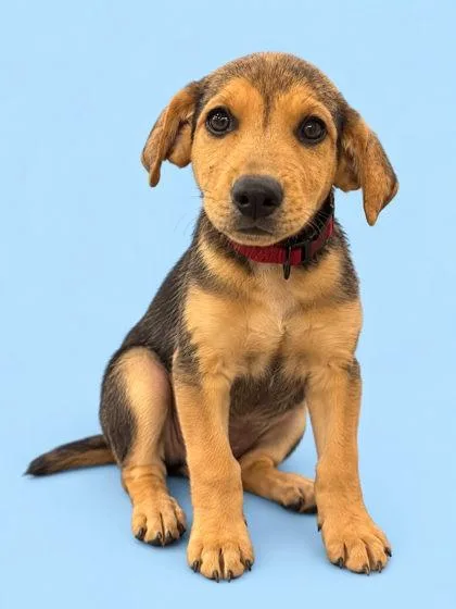 A young small-sized female Labrador Retriever dog named Maisie for adoption in Bowling Green, KY