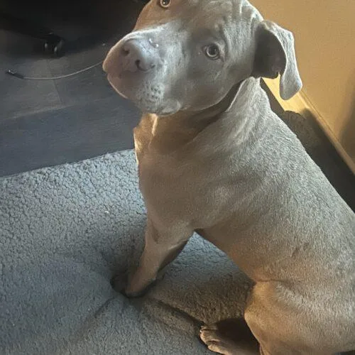 Charlie Chickens thumbnail 3