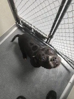 An adult large-sized male English Bulldog dog named Da Waffle for adoption in Glen Allen, VA