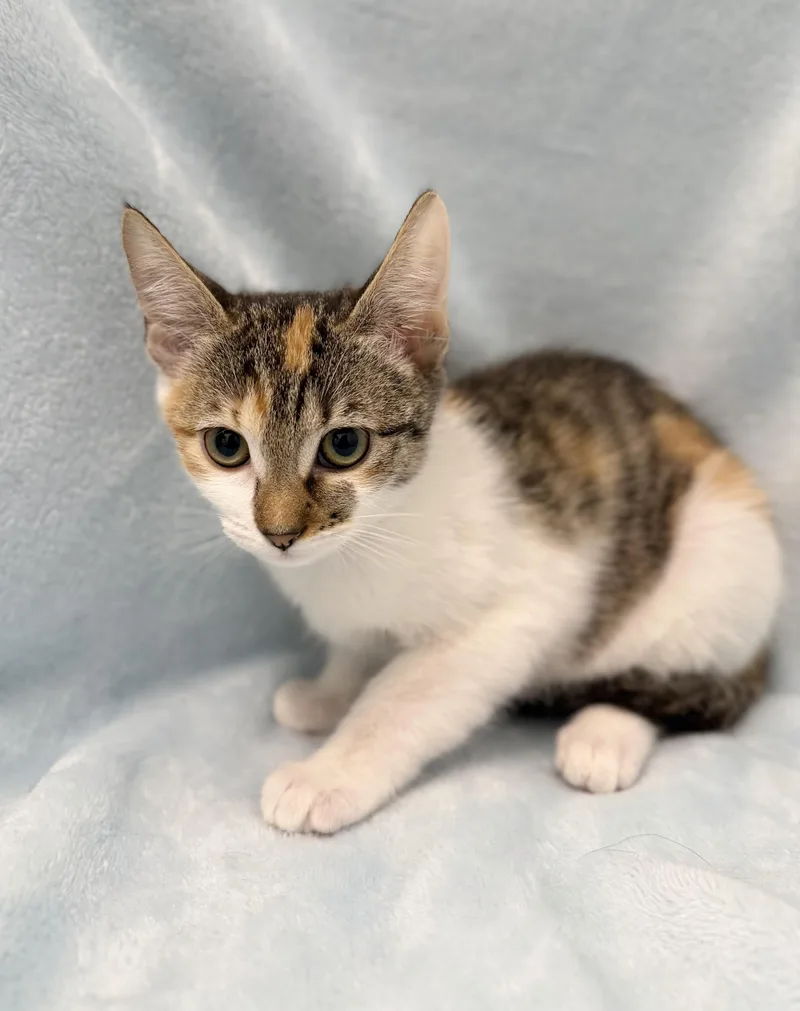 A baby medium-sized female Tabby (Brown / Chocolate) Calico cat named Margarita for adoption in Greensboro, NC
