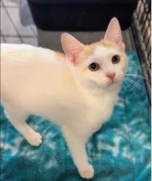 A baby medium-sized female Domestic Short Hair cat named Maribel for adoption in St. Cloud, MN