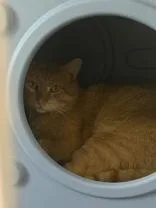 An adult large-sized male Orange / Red Domestic Short Hair cat named Cherokee for adoption in Potsdam, NY