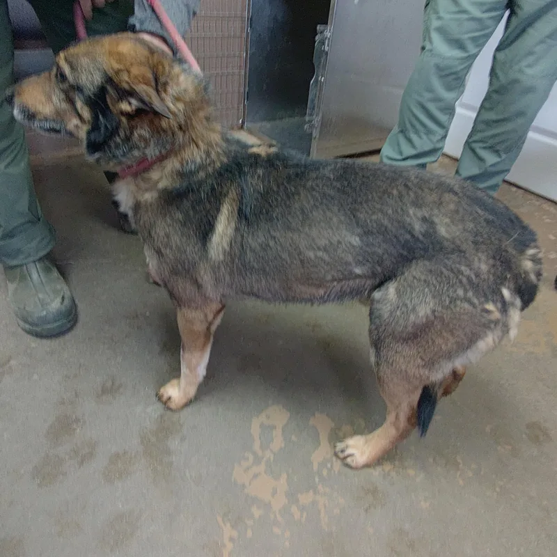 An adult medium-sized male Tricolor (Brown, Black, & White) German Shepherd Dog dog named 25-119 for adoption in Carrollton, OH