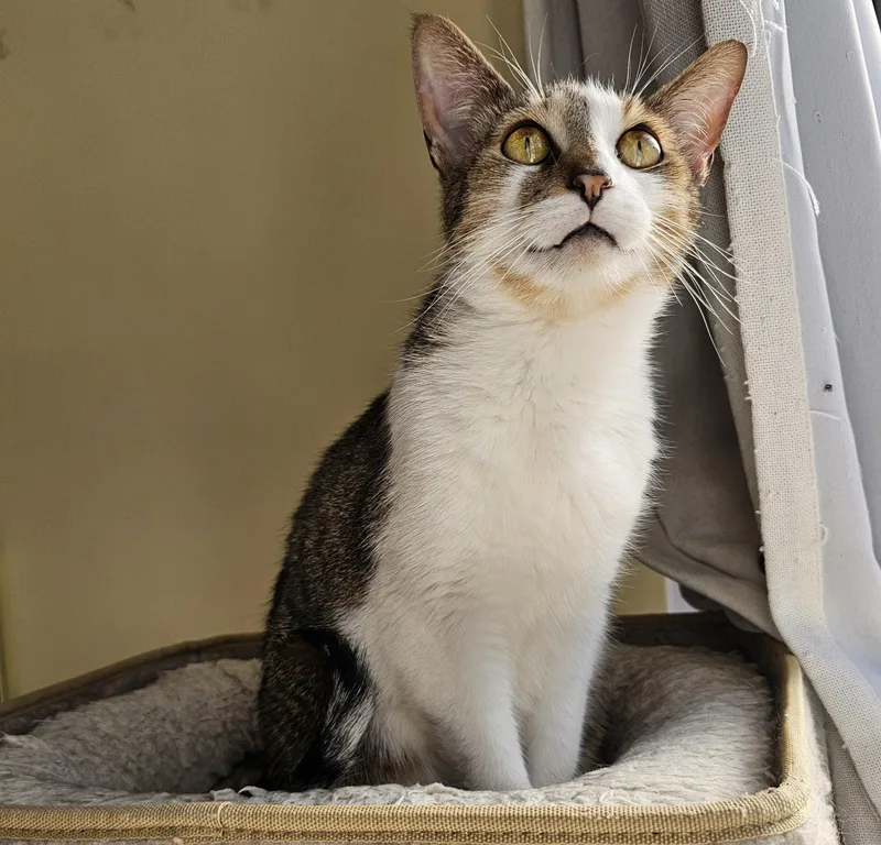 Drizzle + Rain thumbnail 2