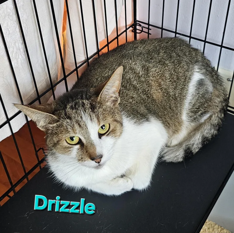 Drizzle + Rain thumbnail 3