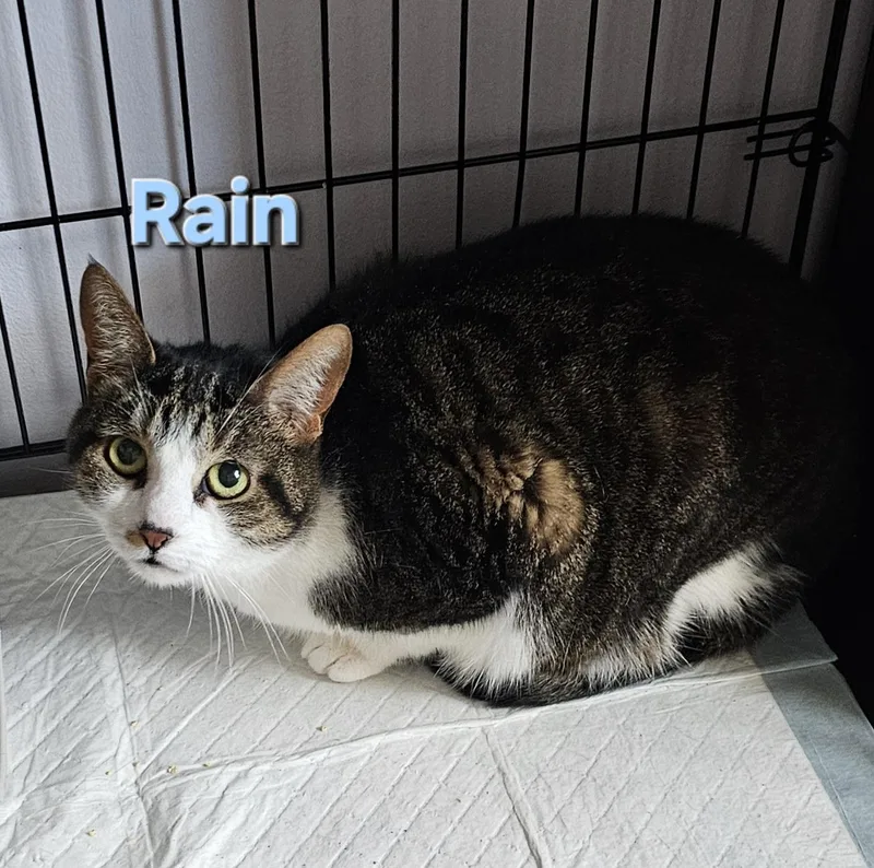 Drizzle + Rain thumbnail 4