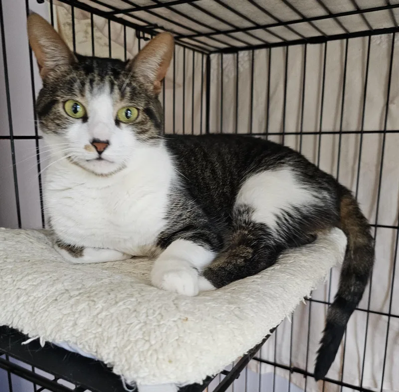 Drizzle + Rain thumbnail 5