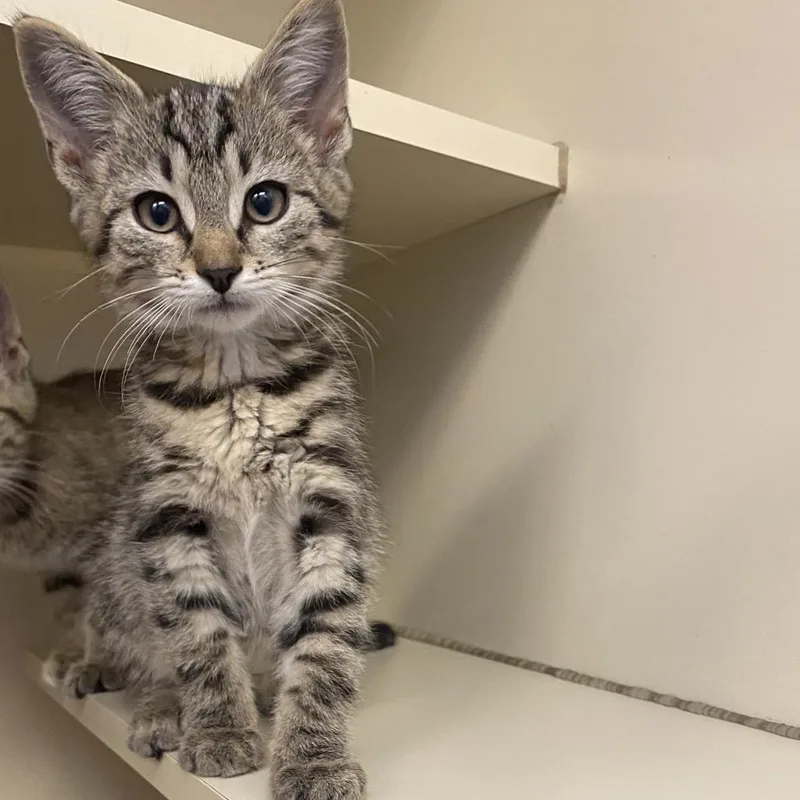A baby small-sized male Brown / Chocolate Domestic Short Hair cat named Cricket Cobweb for adoption in Dayton, OH