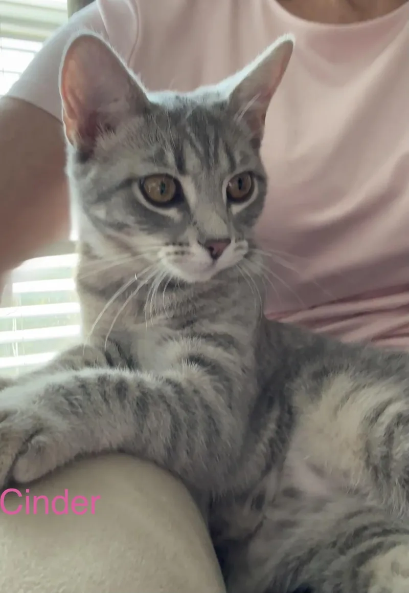 A baby medium-sized female Domestic Short Hair cat named Cinder for adoption in Cincinnati, OH