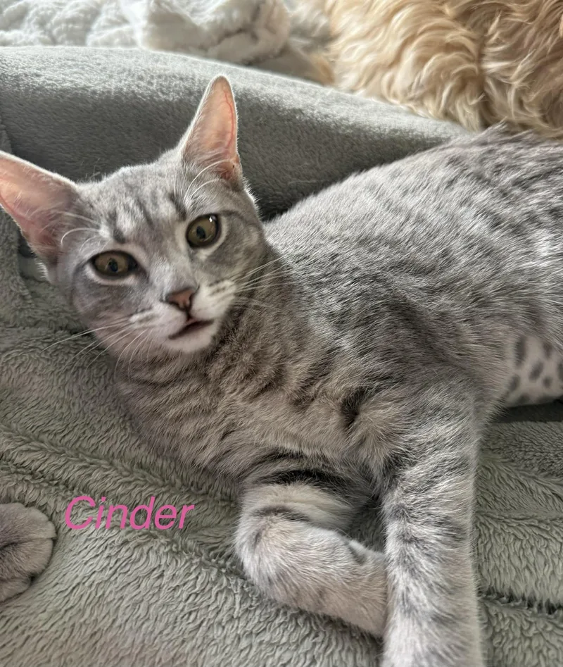Cinder thumbnail 2