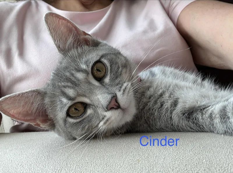 Cinder thumbnail 3