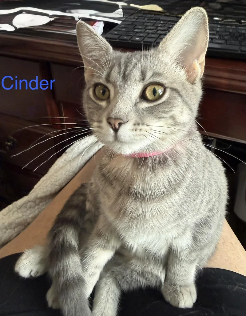 Cinder thumbnail 4